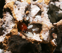 termite in a fungus garden